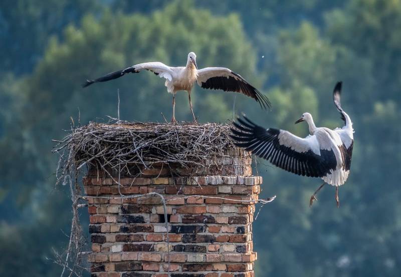 Professional Chimney Animal Removal Services in Cerritos, California